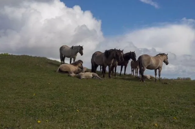 Apartmán Pakhuis 5 *